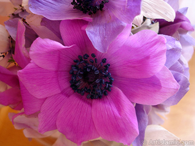 A bouquet consisting of purple flowers. <br>Photo Date: March 2006, Location: Turkey/Balkesir-Altnoluk, By: Artislamic.com