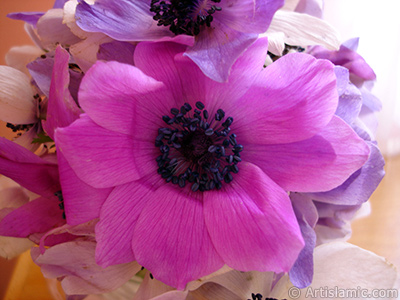A bouquet consisting of purple flowers. <br>Photo Date: March 2006, Location: Turkey/Balkesir-Altnoluk, By: Artislamic.com