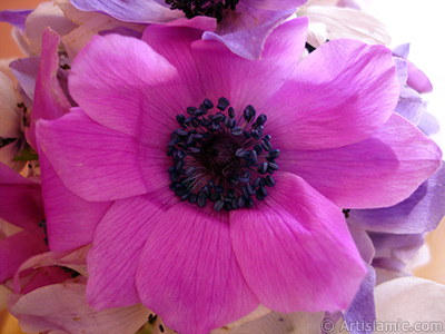 A bouquet consisting of purple flowers. <br>Photo Date: March 2006, Location: Turkey/Balkesir-Altnoluk, By: Artislamic.com