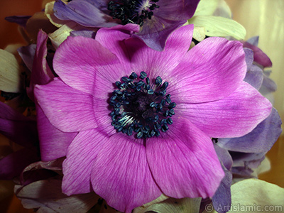 A bouquet consisting of purple flowers. <br>Photo Date: March 2006, Location: Turkey/Balkesir-Altnoluk, By: Artislamic.com