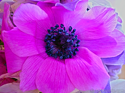 A bouquet consisting of purple flowers. <br>Photo Date: March 2006, Location: Turkey/Balkesir-Altnoluk, By: Artislamic.com