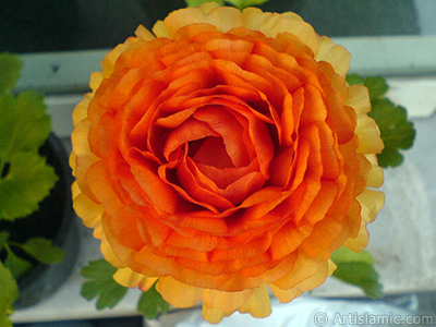 A yellow flower in the pot. <br>Photo Date: April 2007, Location: Turkey/Istanbul, By: Artislamic.com