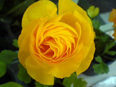 A yellow flower in the pot. <br>Photo Date: April 2007, Location: Turkey/Istanbul, By: Artislamic.com