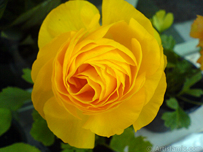 A yellow flower in the pot. <br>Photo Date: April 2007, Location: Turkey/Istanbul, By: Artislamic.com