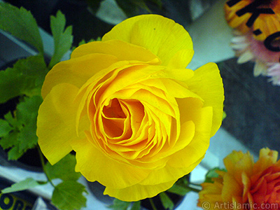 A yellow flower in the pot. <br>Photo Date: April 2007, Location: Turkey/Istanbul, By: Artislamic.com