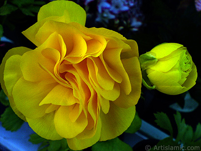 A yellow flower in the pot. <br>Photo Date: April 2007, Location: Turkey/Istanbul, By: Artislamic.com