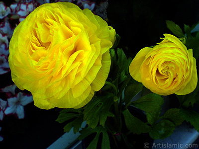 A yellow flower in the pot. <br>Photo Date: April 2007, Location: Turkey/Istanbul, By: Artislamic.com