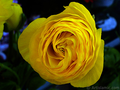 A yellow flower in the pot. <br>Photo Date: April 2007, Location: Turkey/Istanbul, By: Artislamic.com