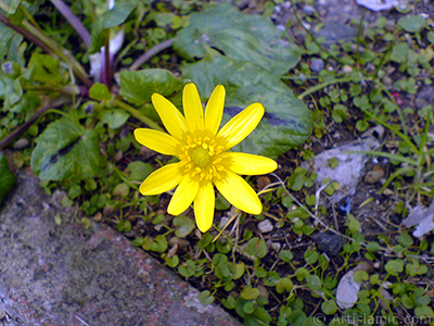 Papatyagiller ailesinden, sar papatyay andran sar bir iek resmi. <i>(Ailesi: Asteraceae / Compositae, Tr: Corymbioideae)</i> <br>ekim Tarihi: ubat 2011, Yer: Yalova-Termal, Fotoraf: islamiSanat.net