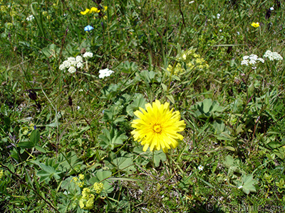 Papatyagiller ailesinden, sar papatyay andran sar bir iek resmi. <i>(Ailesi: Asteraceae / Compositae, Tr: Corymbioideae)</i> <br>ekim Tarihi: Temmuz 2005, Yer: Trabzon, Fotoraf: islamiSanat.net