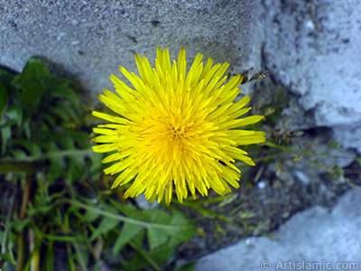 Papatyagiller ailesinden, sar papatyay andran sar bir iek resmi. <i>(Ailesi: Asteraceae / Compositae, Tr: Corymbioideae)</i> <br>ekim Tarihi: Nisan 2007, Yer: Sakarya, Fotoraf: islamiSanat.net