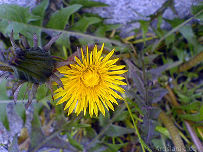 Papatyagiller ailesinden, sar papatyay andran sar bir iek resmi. <i>(Ailesi: Asteraceae / Compositae, Tr: Corymbioideae)</i> <br>ekim Tarihi: Nisan 2007, Yer: Sakarya, Fotoraf: islamiSanat.net