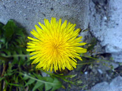 Papatyagiller ailesinden, sar papatyay andran sar bir iek resmi. <i>(Ailesi: Asteraceae / Compositae, Tr: Corymbioideae)</i> <br>ekim Tarihi: Nisan 2007, Yer: Sakarya, Fotoraf: islamiSanat.net