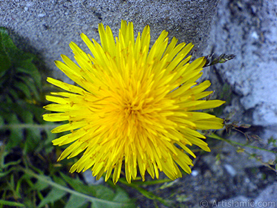 Papatyagiller ailesinden, sar papatyay andran sar bir iek resmi. <i>(Ailesi: Asteraceae / Compositae, Tr: Corymbioideae)</i> <br>ekim Tarihi: Nisan 2007, Yer: Sakarya, Fotoraf: islamiSanat.net