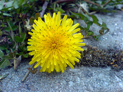 Papatyagiller ailesinden, sar papatyay andran sar bir iek resmi. <i>(Ailesi: Asteraceae / Compositae, Tr: Corymbioideae)</i> <br>ekim Tarihi: Nisan 2007, Yer: Sakarya, Fotoraf: islamiSanat.net