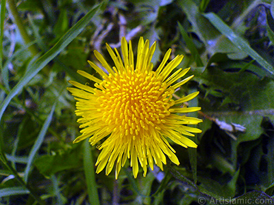 Papatyagiller ailesinden, sar papatyay andran sar bir iek resmi. <i>(Ailesi: Asteraceae / Compositae, Tr: Corymbioideae)</i> <br>ekim Tarihi: Mays 2007, Yer: Sakarya, Fotoraf: islamiSanat.net