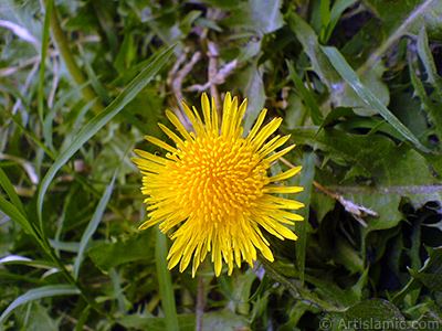 Papatyagiller ailesinden, sar papatyay andran sar bir iek resmi. <i>(Ailesi: Asteraceae / Compositae, Tr: Corymbioideae)</i> <br>ekim Tarihi: Mays 2007, Yer: Sakarya, Fotoraf: islamiSanat.net