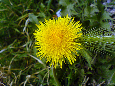 A yellow color flower from Asteraceae Family similar to yellow daisy. <i>(Family: Asteraceae / Compositae, Species: Corymbioideae)</i> <br>Photo Date: May 2007, Location: Turkey/Sakarya, By: Artislamic.com