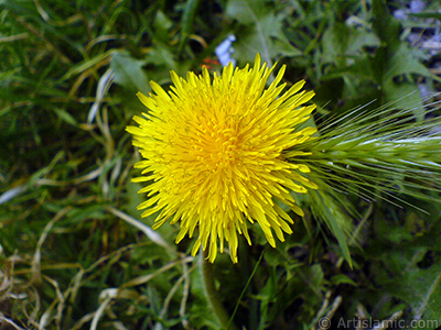 Papatyagiller ailesinden, sar papatyay andran sar bir iek resmi. <i>(Ailesi: Asteraceae / Compositae, Tr: Corymbioideae)</i> <br>ekim Tarihi: Mays 2007, Yer: Sakarya, Fotoraf: islamiSanat.net