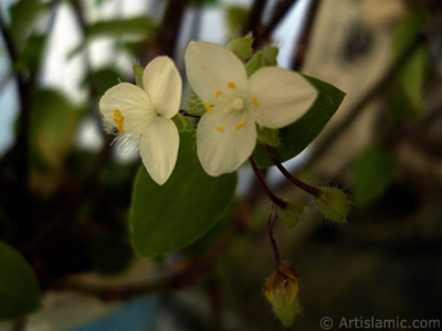 Beyaz iekli ve yeil yaprakl Telgraf iei resmi. <i>(Ailesi: Commelinaceae, Tr: Tradescantia virginiana, Tradescantia x andersoniana)</i> <br>ekim Tarihi: Mays 2009, Yer: stanbul-Annemin iekleri, Fotoraf: islamiSanat.net