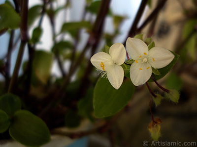 Beyaz iekli ve yeil yaprakl Telgraf iei resmi. <i>(Ailesi: Commelinaceae, Tr: Tradescantia virginiana, Tradescantia x andersoniana)</i> <br>ekim Tarihi: Mays 2009, Yer: stanbul-Annemin iekleri, Fotoraf: islamiSanat.net