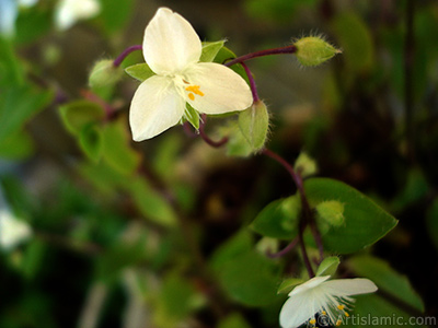 Beyaz iekli ve yeil yaprakl Telgraf iei resmi. <i>(Ailesi: Commelinaceae, Tr: Tradescantia virginiana, Tradescantia x andersoniana)</i> <br>ekim Tarihi: Mays 2009, Yer: stanbul-Annemin iekleri, Fotoraf: islamiSanat.net