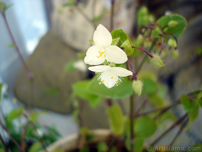 Beyaz iekli ve yeil yaprakl Telgraf iei resmi. <i>(Ailesi: Commelinaceae, Tr: Tradescantia virginiana, Tradescantia x andersoniana)</i> <br>ekim Tarihi: Mays 2009, Yer: stanbul-Annemin iekleri, Fotoraf: islamiSanat.net