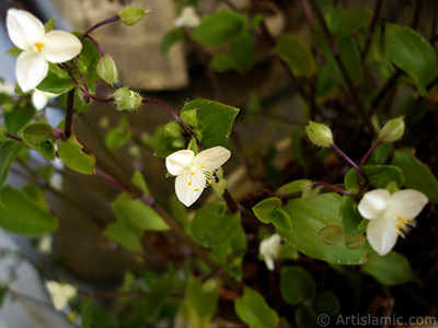 Beyaz iekli ve yeil yaprakl Telgraf iei resmi. <i>(Ailesi: Commelinaceae, Tr: Tradescantia virginiana, Tradescantia x andersoniana)</i> <br>ekim Tarihi: Mays 2009, Yer: stanbul-Annemin iekleri, Fotoraf: islamiSanat.net