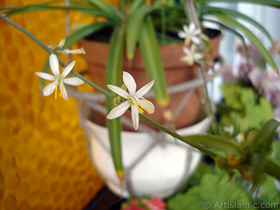 A plant with tiny white flowers looks like mini lilies. <br>Photo Date: August 2006, Location: Turkey/Istanbul-Mother`s Flowers, By: Artislamic.com