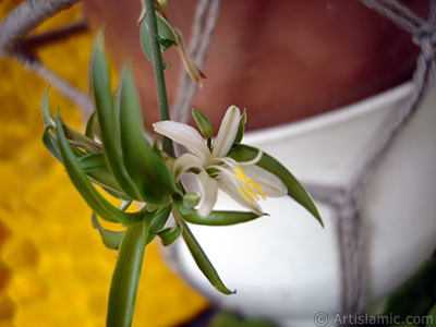 A plant with tiny white flowers looks like mini lilies. <br>Photo Date: August 2006, Location: Turkey/Istanbul-Mother`s Flowers, By: Artislamic.com