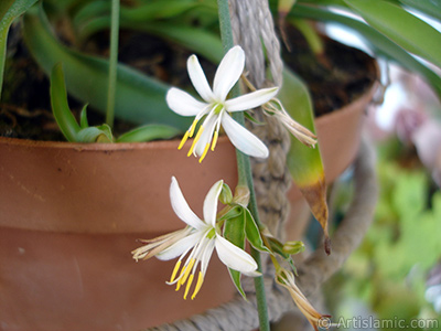 A plant with tiny white flowers looks like mini lilies. <br>Photo Date: August 2006, Location: Turkey/Istanbul-Mother`s Flowers, By: Artislamic.com