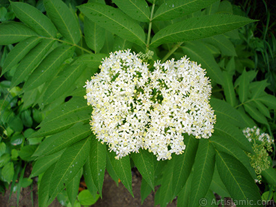 Minik beyaz iekli bir bitkinin resmi. <br>ekim Tarihi: Temmuz 2005, Yer: Trabzon, Fotoraf: islamiSanat.net
