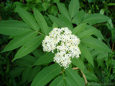 A plant with tiny white flowers. <br>Photo Date: July 2005, Location: Turkey/Trabzon, By: Artislamic.com