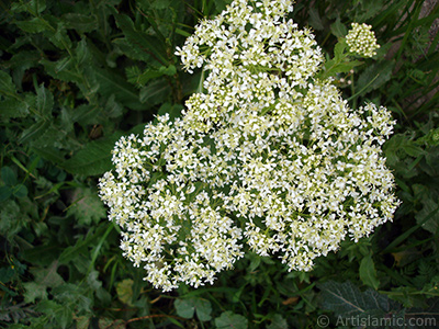 A plant with tiny white flowers. <br>Photo Date: May 2007, Location: Turkey/Sakarya, By: Artislamic.com