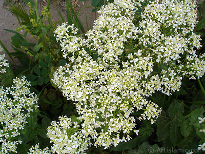 A plant with tiny white flowers. <br>Photo Date: May 2007, Location: Turkey/Sakarya, By: Artislamic.com