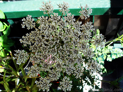 A plant with tiny white flowers. <br>Photo Date: May 2008, Location: Turkey/Istanbul-Mother`s Flowers, By: Artislamic.com