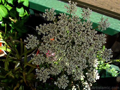 A plant with tiny white flowers. <br>Photo Date: May 2008, Location: Turkey/Istanbul-Mother`s Flowers, By: Artislamic.com