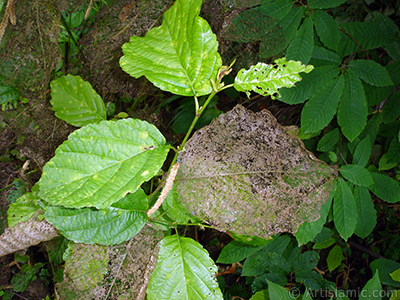 Yapraklar aa kurtlar ve bcekler tarafndan yenmi bir bitkinin resmi. <br>ekim Tarihi: Temmuz 2005, Yer: Trabzon, Fotoraf: islamiSanat.net