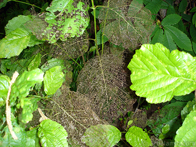 Yapraklar aa kurtlar ve bcekler tarafndan yenmi bir bitkinin resmi. <br>ekim Tarihi: Temmuz 2005, Yer: Trabzon, Fotoraf: islamiSanat.net
