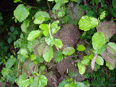 A plant with wormy leaves. <br>Photo Date: July 2005, Location: Turkey/Trabzon, By: Artislamic.com