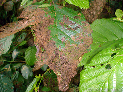 A plant with wormy leaves. <br>Photo Date: July 2005, Location: Turkey/Trabzon, By: Artislamic.com