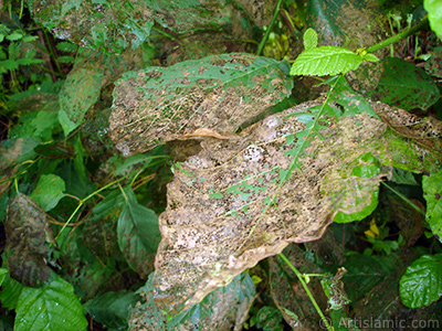 A plant with wormy leaves. <br>Photo Date: July 2005, Location: Turkey/Trabzon, By: Artislamic.com