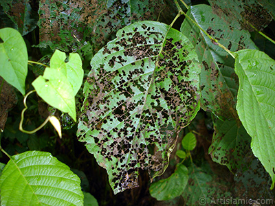 A plant with wormy leaves. <br>Photo Date: July 2005, Location: Turkey/Trabzon, By: Artislamic.com