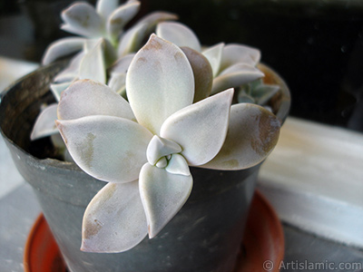 Sharpleaf Lenophyllum plant. <i>(Family: Crassulaceae, Species: Lenophyllum guttatum)</i> <br>Photo Date: September 2005, Location: Turkey/Istanbul-Mother`s Flowers, By: Artislamic.com