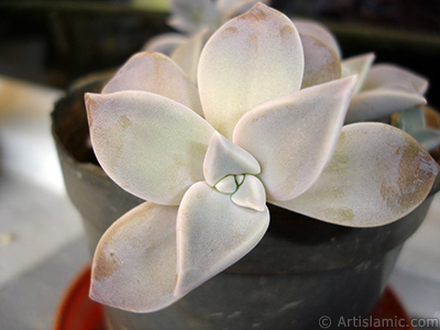 Sharpleaf Lenophyllum plant. <i>(Family: Crassulaceae, Species: Lenophyllum guttatum)</i> <br>Photo Date: September 2005, Location: Turkey/Istanbul-Mother`s Flowers, By: Artislamic.com