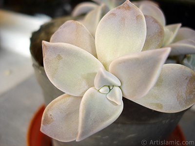 Sharpleaf Lenophyllum plant. <i>(Family: Crassulaceae, Species: Lenophyllum guttatum)</i> <br>Photo Date: September 2005, Location: Turkey/Istanbul-Mother`s Flowers, By: Artislamic.com