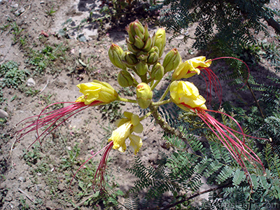 Yellow Bird of Paradise plant. -Other names: Yellow dwarf poinciana, Bird of Paradise Bush, Desert Bird of Paradise-. <i>(Family: Caesalpinioideae / Caesalpiniaceae, Species: Caesalpinia gillesii, Poinciana gilliesii)</i> <br>Photo Date: June 2006, Location: Turkey/Balkesir-Altnoluk, By: Artislamic.com