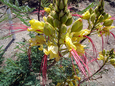 Yellow Bird of Paradise plant. -Other names: Yellow dwarf poinciana, Bird of Paradise Bush, Desert Bird of Paradise-. <i>(Family: Caesalpinioideae / Caesalpiniaceae, Species: Caesalpinia gillesii, Poinciana gilliesii)</i> <br>Photo Date: June 2006, Location: Turkey/Balkesir-Altnoluk, By: Artislamic.com