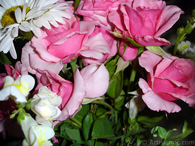 A bouquet consisting of rose, daisy and snapdragon flowers. <br>Photo Date: June 2007, Location: Turkey/Sakarya, By: Artislamic.com