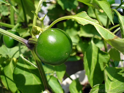 Saksda yetitirilen ss biber resmi. <i>(Ailesi: Solanaceae, Tr: Capsicum annuum)</i> <br>ekim Tarihi: Eyll 2006, Yer: stanbul-Annemin iekleri, Fotoraf: islamiSanat.net